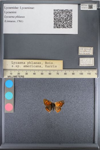 Media type: image;   Entomology 193113